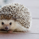 Illustration for article titled CDC Warns Against Kissing, Snuggling Pet Hedgehogs Amid Salmonella Outbreak